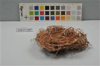 藏品(鳥巢)的圖片